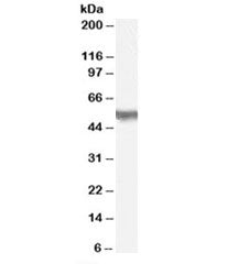 PACSIN3 Antibody