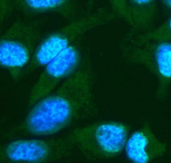 Immunofluorescent staining of FFPE human HeLa cells with FGF10 antibody (green) and DAPI nuclear sta