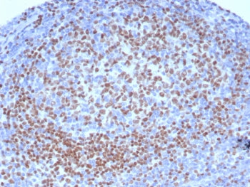 IHC staining of FFPE human tonsil tissue with PAX5 antibody (clone PCRP-PAX5-1B7). HIER: boil tissue