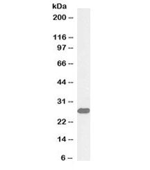 Western blot testing of mouse liver lysate with biotinylated ETFB antibody at 0.03ug/ml. Predicted m