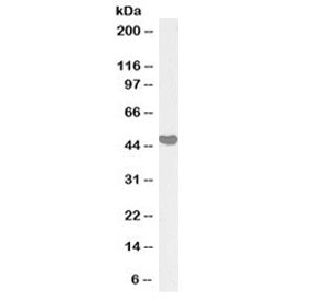 Western blot testing of human placenta lysate with biotinylated AIBZIP antibody at 1ug/ml. Predicted