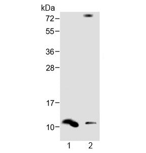 Western blot testing of human 1) spleen and 2) liver lysate with DEFA1 antibody at 1:1000. Predicted