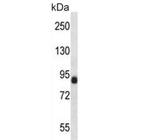 Cyclin T1 Antibody / CCNT1