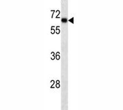 SOX9 Antibody