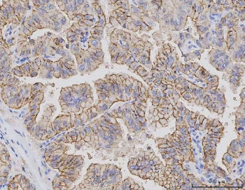 CLDN3 Antibody / Claudin 3