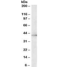 ERK2 Antibody / MAPK1