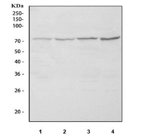 Western blot testing of 1) rat liver, 2) rat RH35, 3) mouse liver and 4) mouse HEPA1-6 cell lysate w