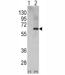 AMPK alpha 2 Antibody