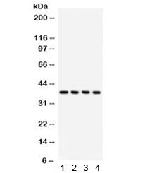 JAB1 Antibody