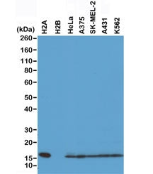 Western blot of recombinant Histone H2A protein, H2B protein and whole cell lysates of human HeLa, A