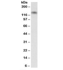 Western blot testing of human heart lysate with T-Cadherin antibody at 0.03ug/ml. Predicted molecula