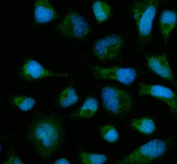 Immunofluorescent staining of FFPE human HeLa cells with SLC22A2 antibody (green) and DAPI nuclear s