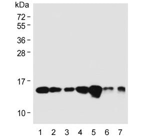 Western blot testing of human 1) HepG2, 2) 293, 3) HeLa, 4) HT-1080, 5) Jurkat, 6) mouse heart and 7