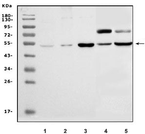 Slc14a1 Antibody / Ut-b
