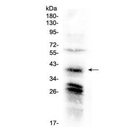 Western blot testing of human HeLa cell lysate with CXCR4 antibody at 0.5ug/ml. Predicted molecular