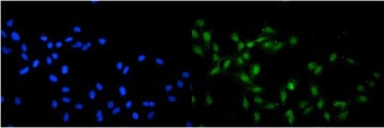 NCOA1 Antibody / SRC-1
