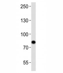 SYK Antibody