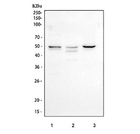 Western blot testing of human 1) HEL, 2) RT-4 and 3) HaCaT cell lysate with CD48 antibody at 0.5ug/m