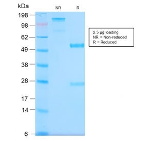 SDS-PAGE analysis of purified, BSA-free recombinant MUC1 antibody as confirmation of integrity and p