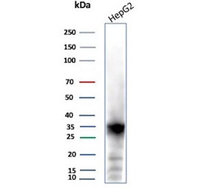 Western blot testing of human HepG2 cell lysate using AKR1C1 antibody (clone AKR1C1/9311). Predicted