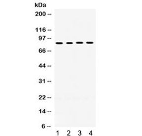 POR Antibody / CYPOR / Cytochrome P450 Oxidoreductase