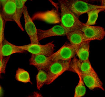 Immunofluorescent staining of NEK5 using anti-NEK5 antibody (green) and anti-Beta Tubulin antibody (