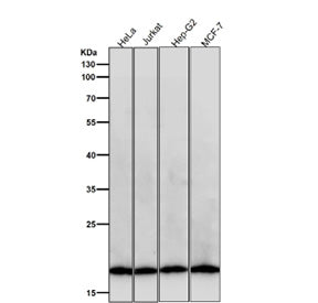 All lanes use the Pleiotrophin antibody at 1:5K dilution for 1 hour at room temperature. Predicted m