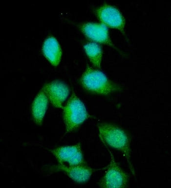 XPC Antibody