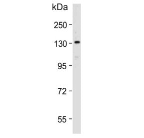 Western blot testing of human HepG2 cell lysate with POLG antibody. Predicted molecular weight ~140