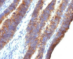 MUC3 Antibody