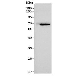 Mesothelin Antibody / Msln