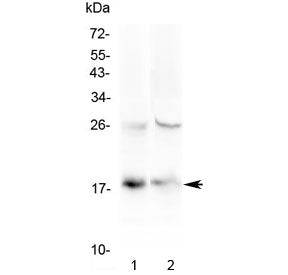 TSLP Antibody