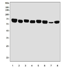Western blot testing of rat 1) heart, 2) brain, 3) kidney, 4) liver and mouse 5) heart, 6) brain, 7)