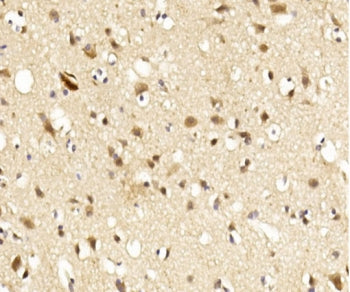 Lingo1 Antibody