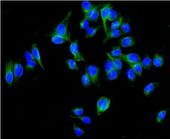 Immunofluorescent staining of FFPE human U-2 OS cells with ALDH1L1 antibody (green) and DAPI nuclear