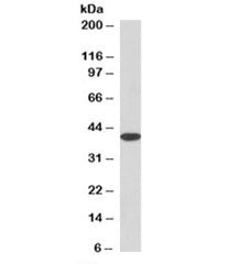 Western blot testing of mouse liver lysate with MRG15 antibody at 3.3ug/ml. An NAP blocker was used