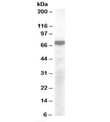 Western blot testing of cerebellum lysate with KCNQ4 antibody at 2ug/ml. Predicted molecular weight: