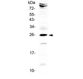 Western blot testing of human HeLa cell lysate with SRY antibody at 0.5ug/ml. Predicted molecular we