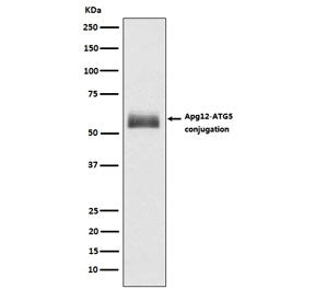 ATG12 Antibody