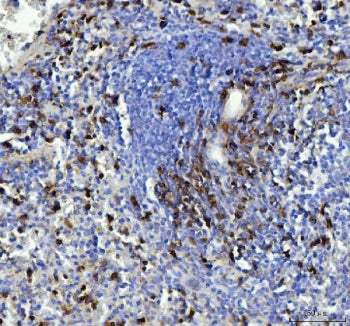 CD90 Antibody / Thy1