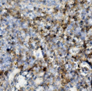 CD162 Antibody / P selectin glycoprotein ligand 1 / PSGL-1