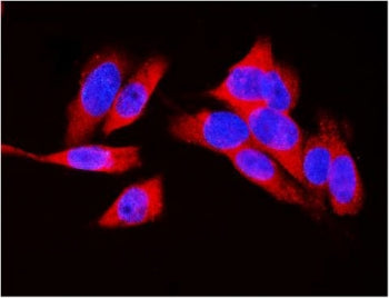 Immunofluorescent staining of FFPE human U-2 OS cells with LDHA antibody (red) and DAPI nuclear stai