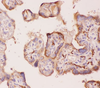 ANG2 Antibody