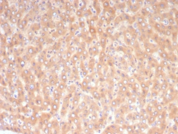 IHC staining of FFPE human liver tissue with 10-Formyltetrahydrofolate dehydrogenase antibody (clone