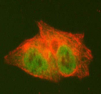Immunofluorescent staining of PCYT2 using anti-PCYT2 antibody (green) and anti-Beta Tubulin antibody