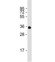 BRCA2 Antibody