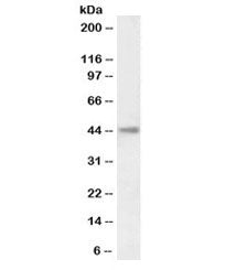 Western blot testing of human kidney lysate with biotinylated CA12 antibody at 0.1ug/ml. Predicted m