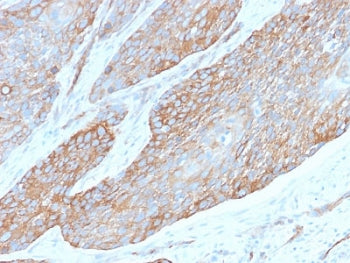 IHC testing of FFPE human pancreas with recombinant Spectrin beta III antibody (clone SPTBN2/2979R).