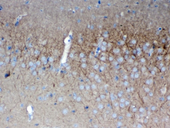 SAP102 Antibody / Synapse-associated protein 102