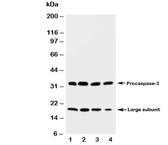 Western blot testing of Caspase-3 antibody and rat tissue lysate: 1. heart; 2. liver; 3. thymus; 4.